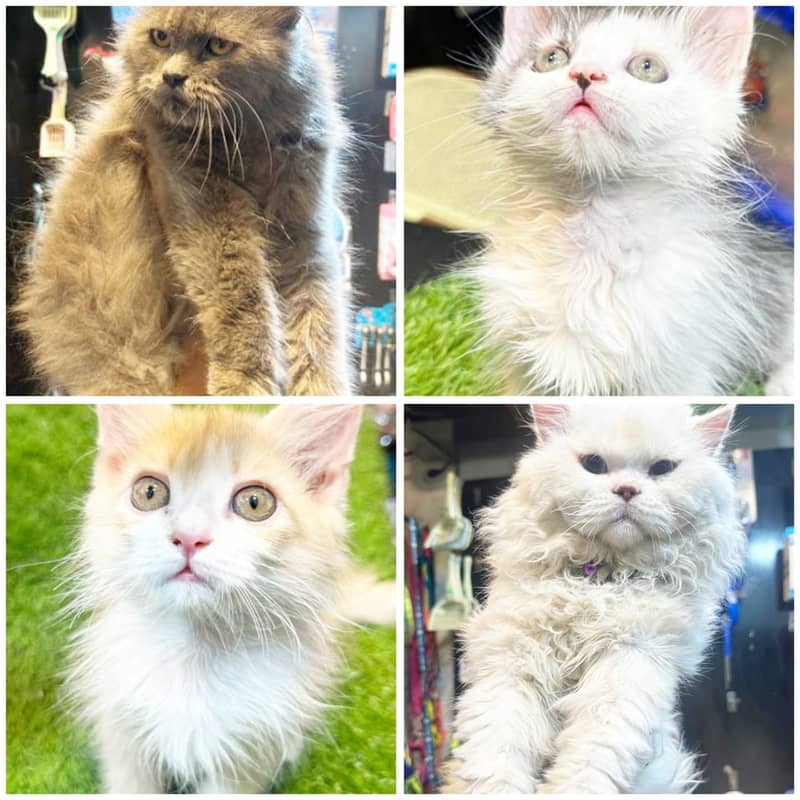 Persian cat / Persian kittens /triple coated/punch face/Cat for sale 2