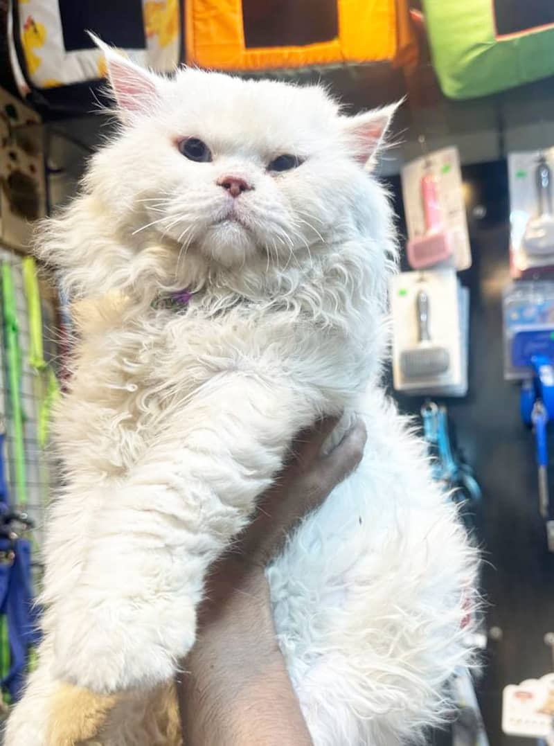 Persian cat / Persian kittens /triple coated/punch face/Cat for sale 3