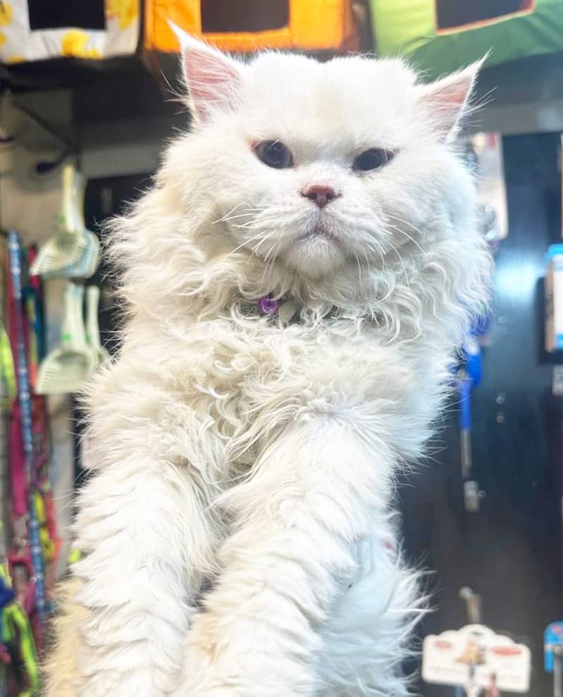 Persian cat / Persian kittens /triple coated/punch face/Cat for sale 4