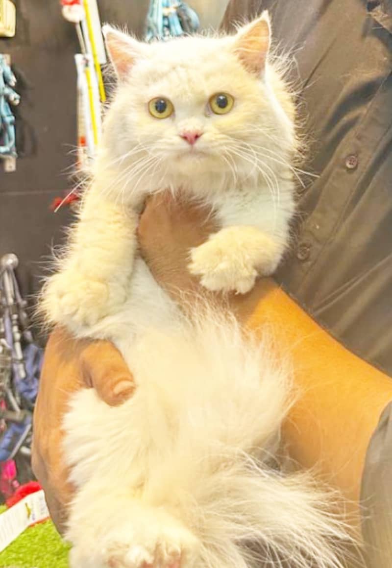 Persian cat / Persian kittens /triple coated/punch face/Cat for sale 9