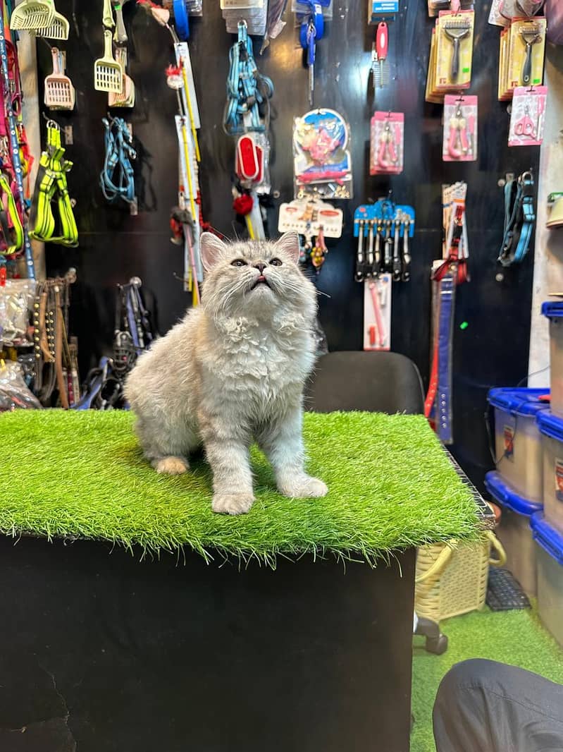 Persian cat / Persian kittens /triple coated/punch face/Cat for sale 19