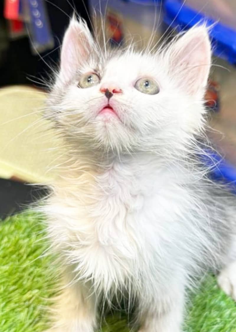 Persian cat / Persian kittens /triple coated/punch face /Cat for sale 5