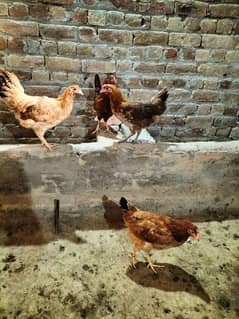 egg starter golden misri murgiya for sale available