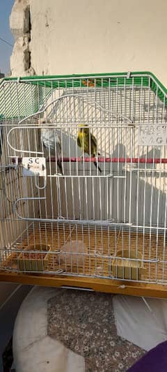 master cage with box option and breeder pair budgies