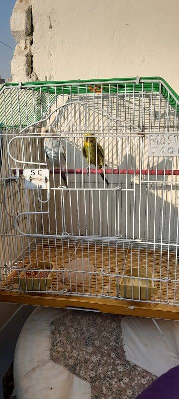 master cage with box option and breeder pair budgies 0