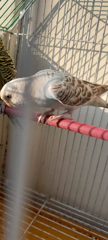 master cage with box option and breeder pair budgies 1