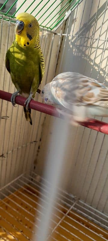 master cage with box option and breeder pair budgies 2