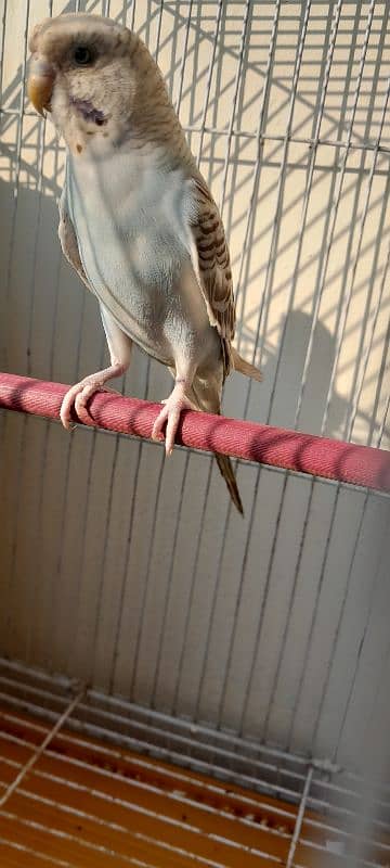 master cage with box option and breeder pair budgies 3