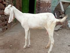 3 goats Rajan puri | Mohamad puri | bakri for sale. 03052593845