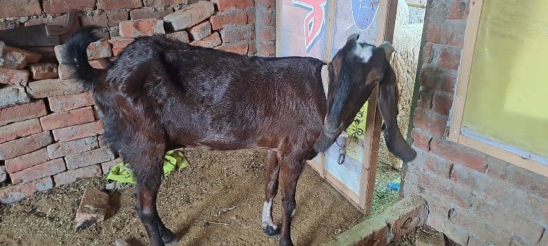 Bakri - betle bakeri - betle- brown bakri 0