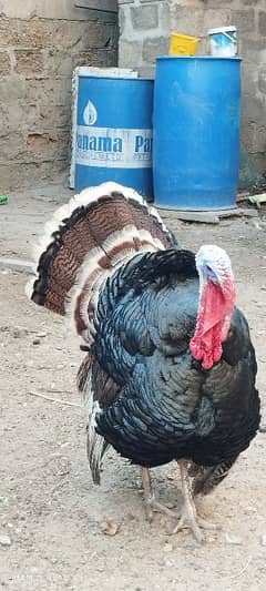 Turkey Birds Pair