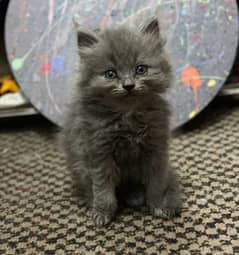 Persian kitten