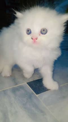 Cute white Cat