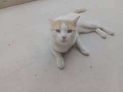 Super adorable white/ginger tabby cat for adoption