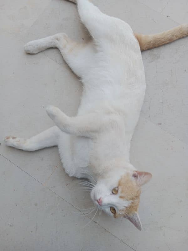 Super adorable white/ginger tabby cat for adoption 1