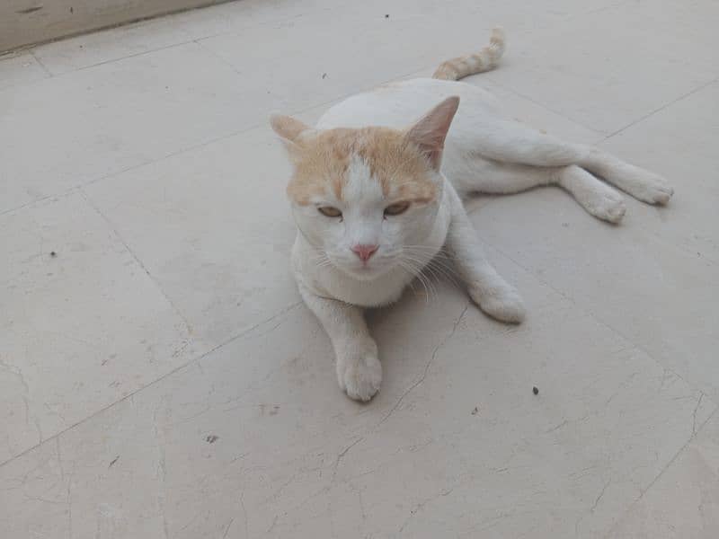 Super adorable white/ginger tabby cat for adoption 3