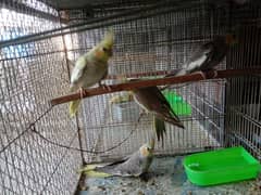 Cockatiel achicks For Sale 1500