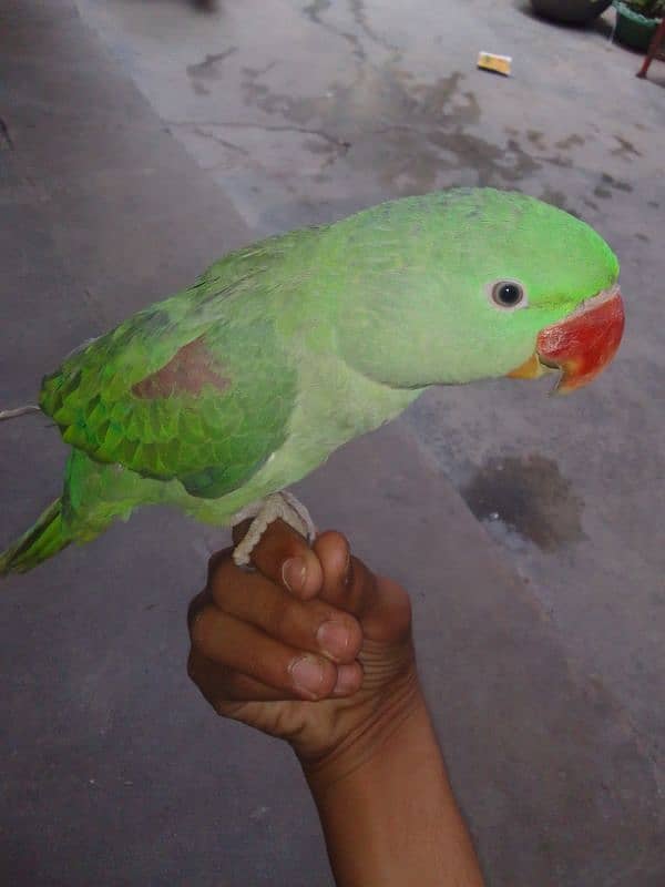 RAW parrot 0