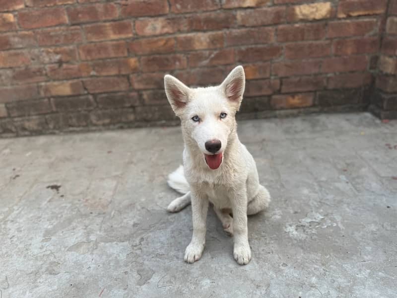 Siberian Husky Female Puppy Bitch 0