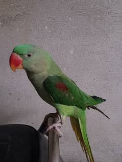 Raw Parrot kashmiri