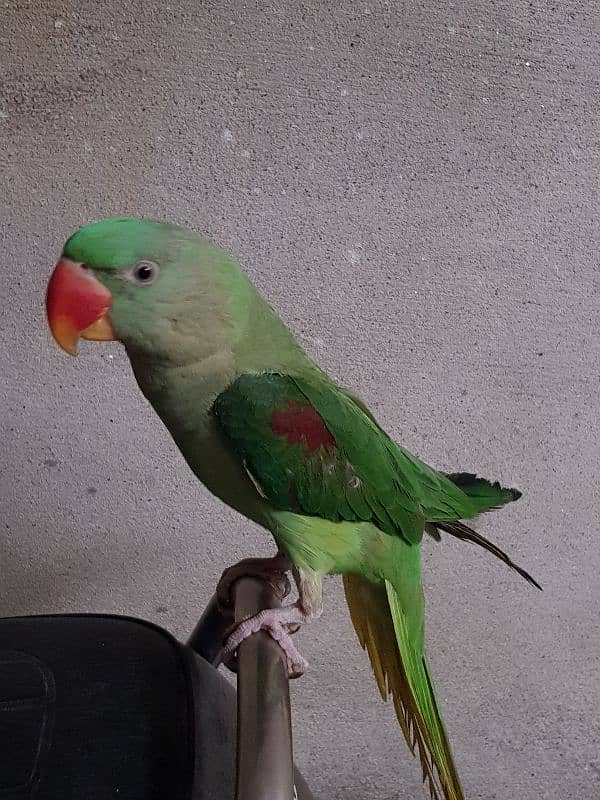 Raw Parrot kashmiri 0