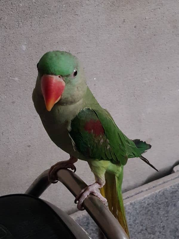 Raw Parrot kashmiri 1