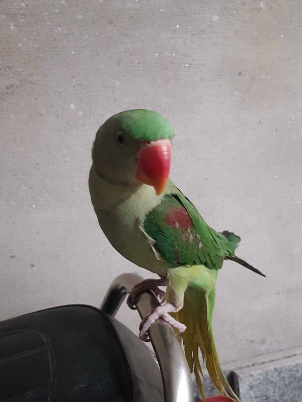 Raw Parrot kashmiri 2