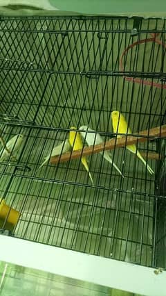 Breader budgie parrot