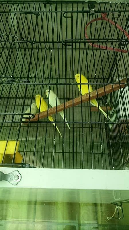 Breader budgie parrot 1