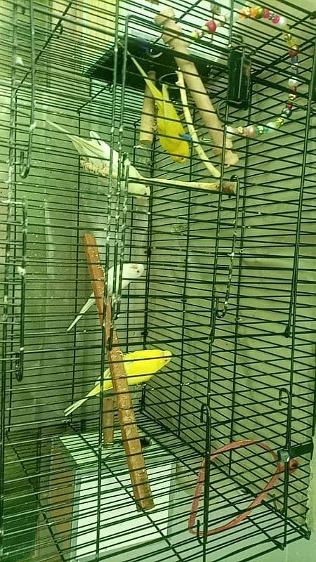 Breader budgie parrot 2