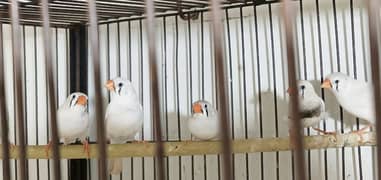 Zebra Finches (white) 2 males , 3 Females