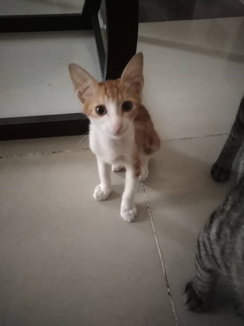 2 Month kitten, very active, playful and healthy 1