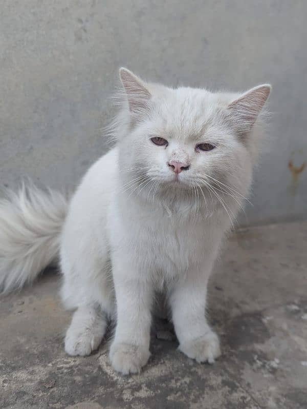 Persian male for sale 0