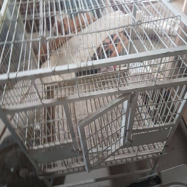 cage Grey parrot and pahari parrot,s big Cage 14