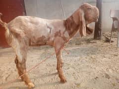 goat for sale 03445606420