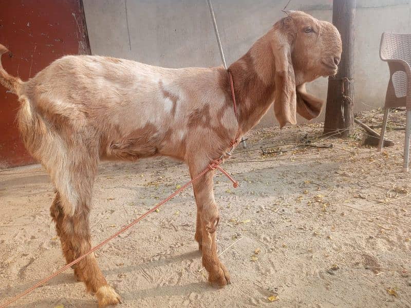 goat for sale 03445606420 0