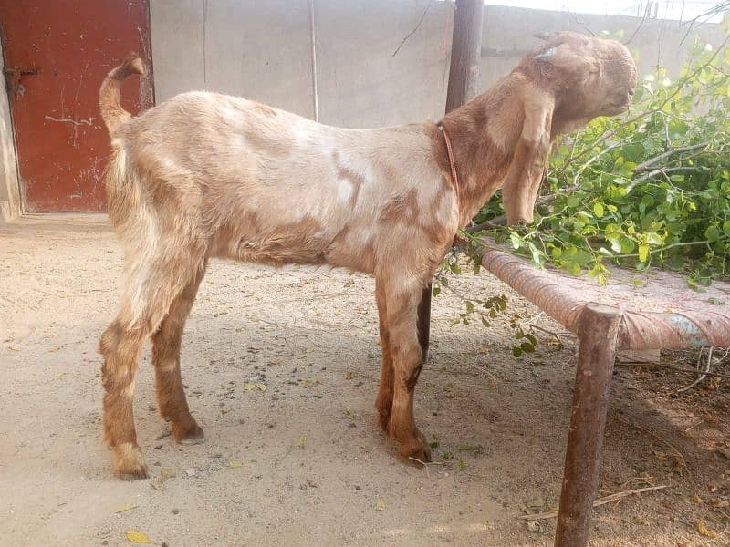 goat for sale 03445606420 1