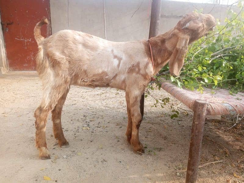 goat for sale 03445606420 2