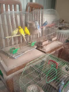 Budgies in beautiful colours, breeding pairs , healthy and fed well.