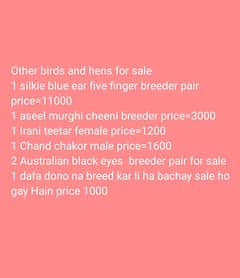 some birds and hens for sale