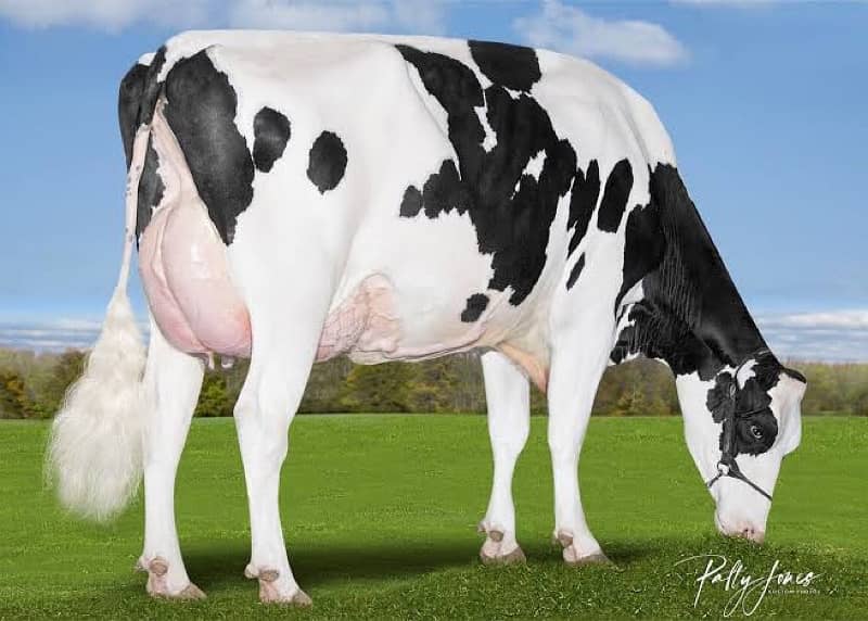 holstein fresian Australian heifers 0