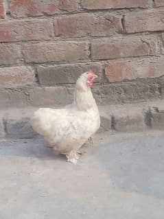 bantam