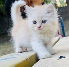 Bombastic Quality Persian kittens available