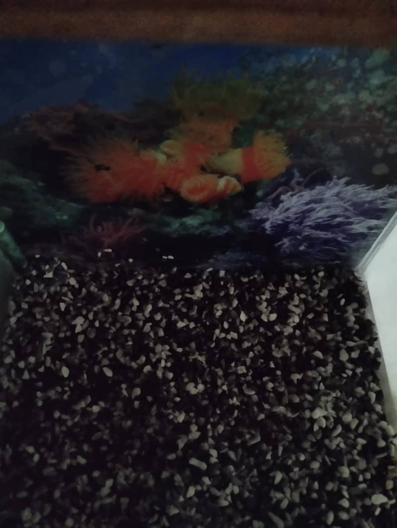 Aquarium for sale 4