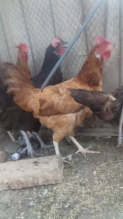 Desi Hen 0