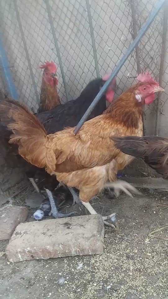 Desi Hen 3