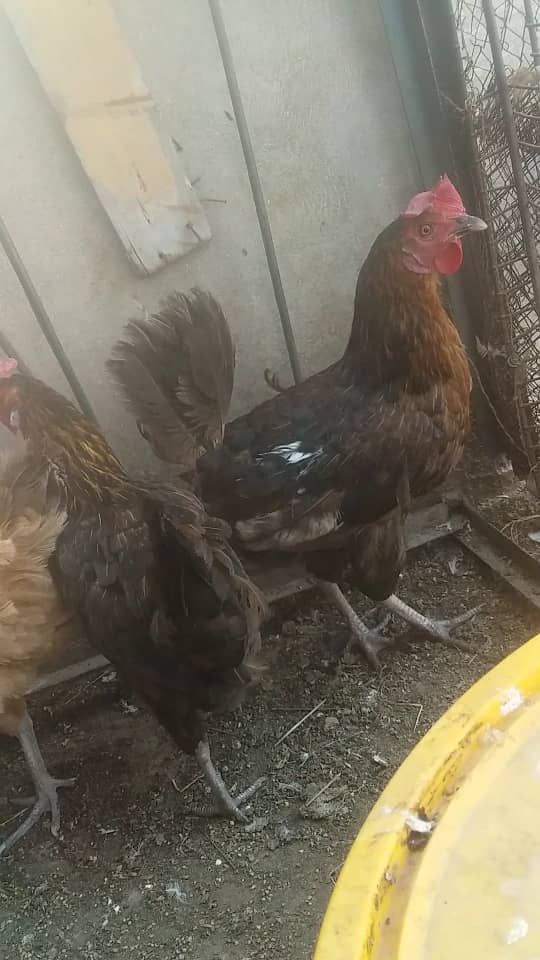 Desi Hen 5