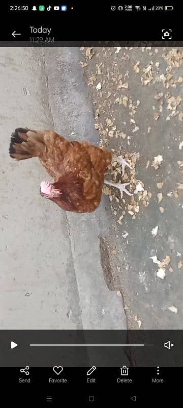 Misri Egg Laying Hens 2