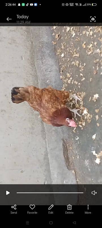 Misri Egg Laying Hens 3