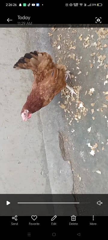 Misri Egg Laying Hens 4